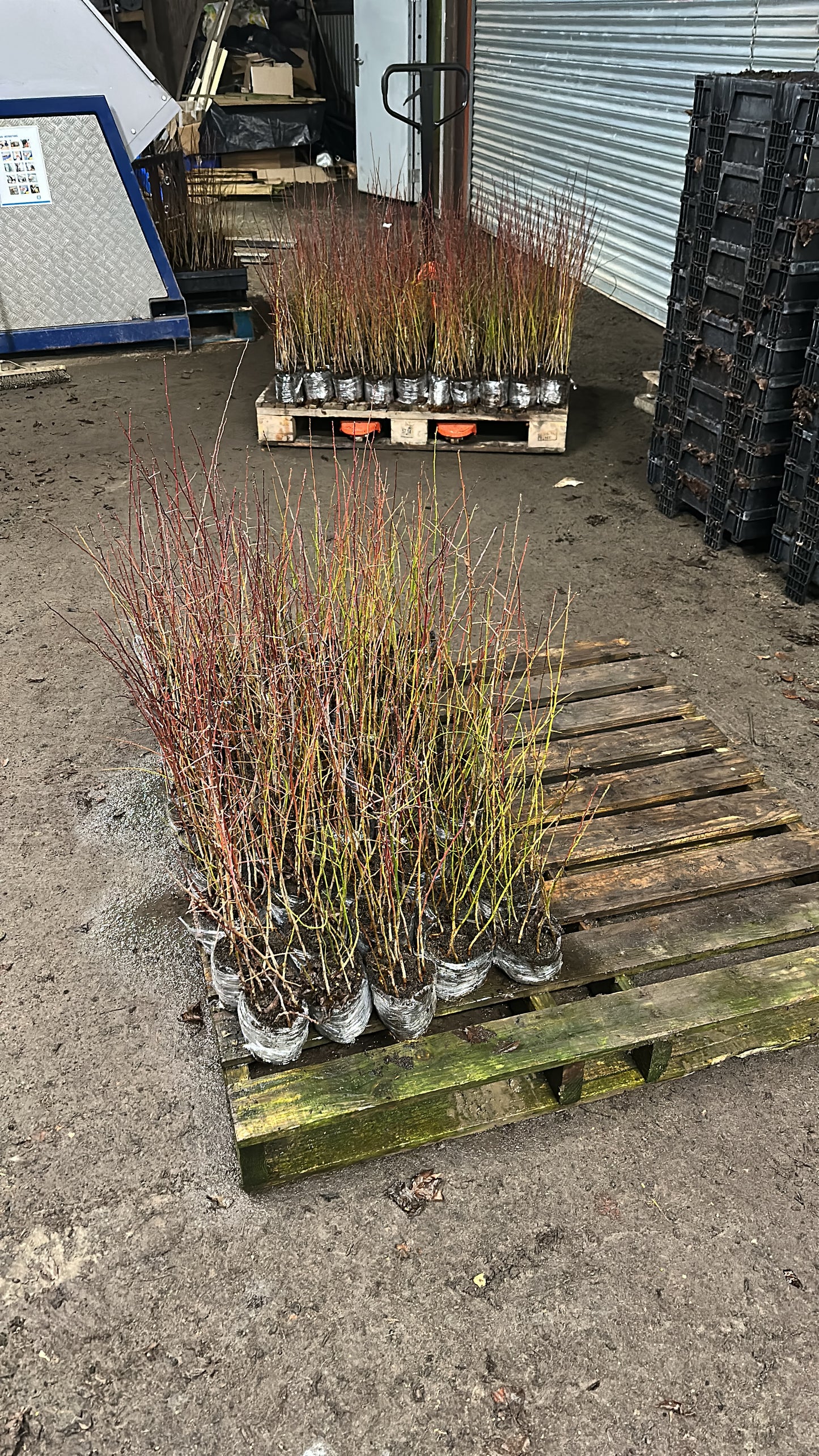 Native Tree Pack