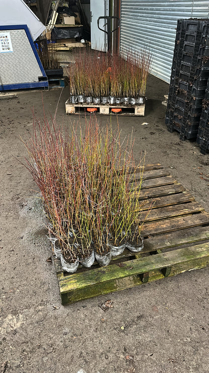 Native Tree Pack