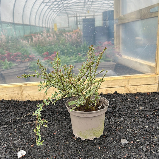 Cotoneaster horizontalis Variegatus