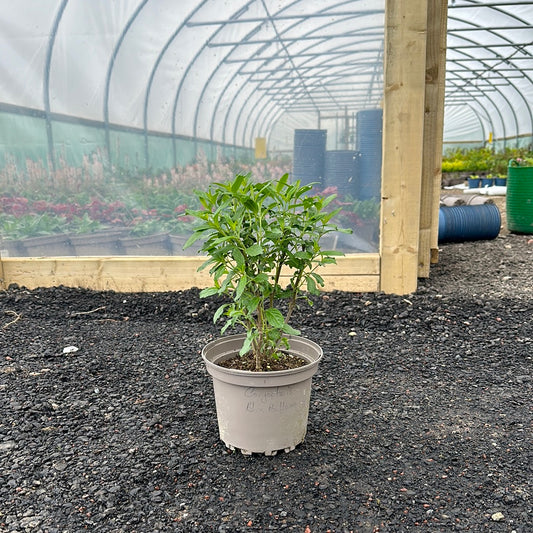 Caryopteris x cla. Blue Balloon