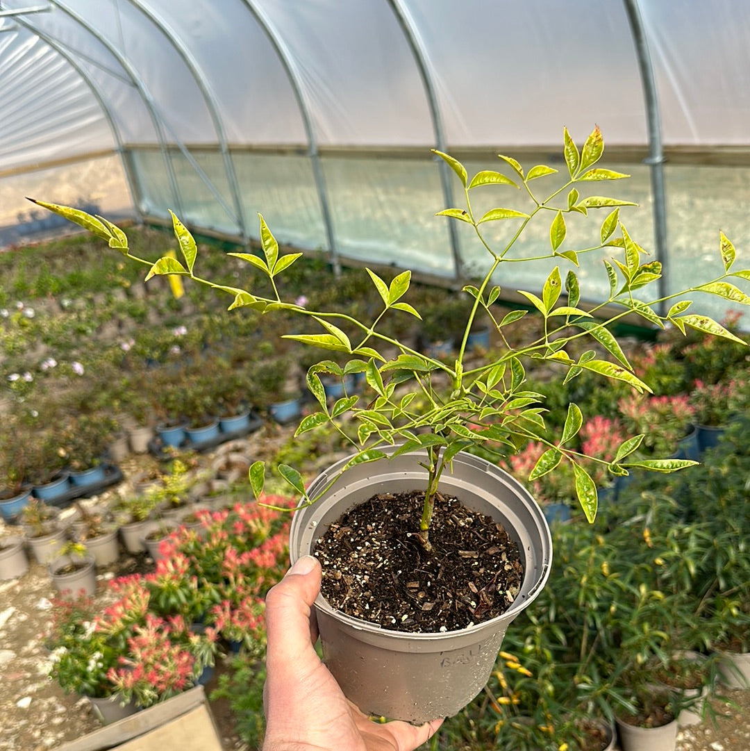 Nandina domestica Brightlight