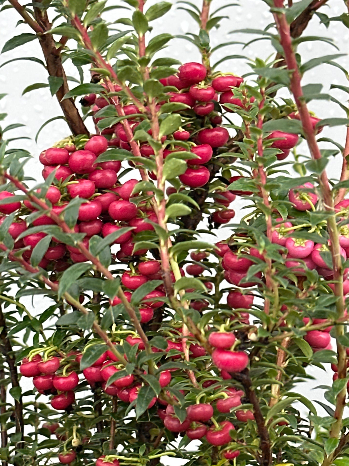 Gaultheria mucronata Bells Seedling