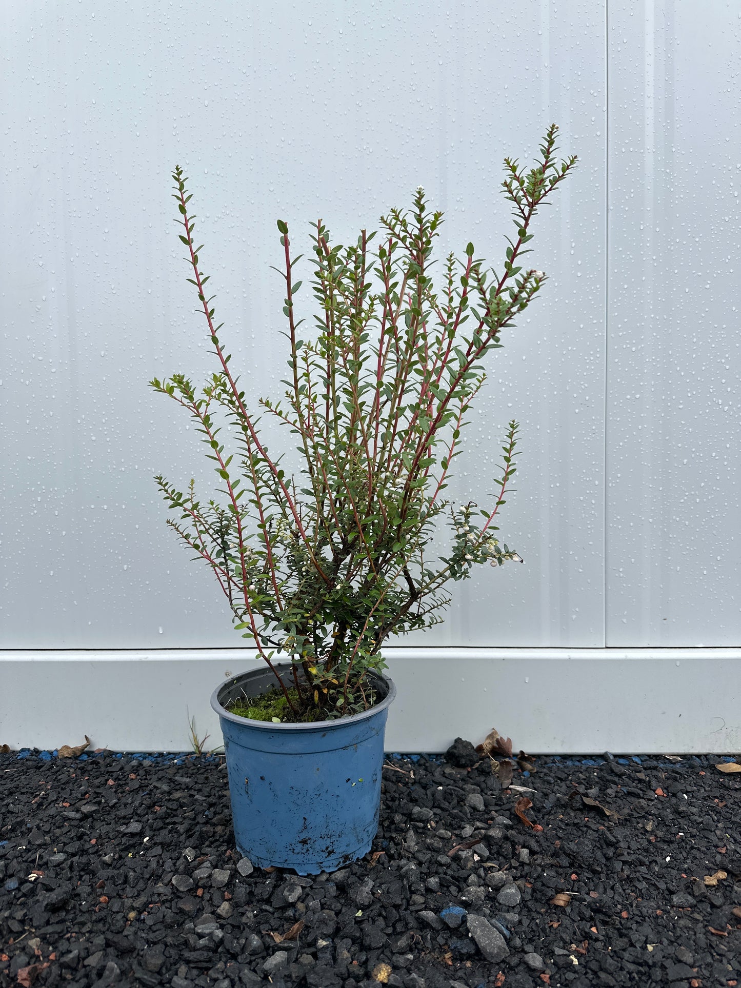 Gaultheria mucronata Snow White