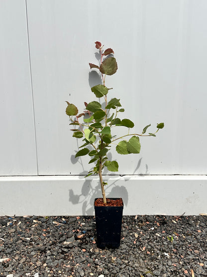 Aspen (Populus Tremula)