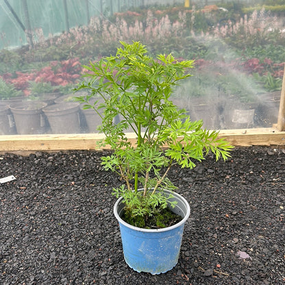 Sambucus nigra Golden Tower