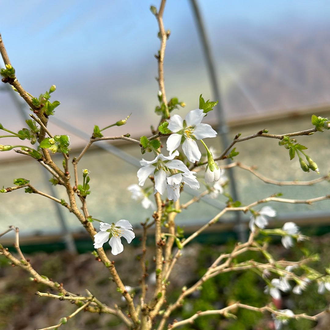 Prunus incisa Kojo-No-Mai