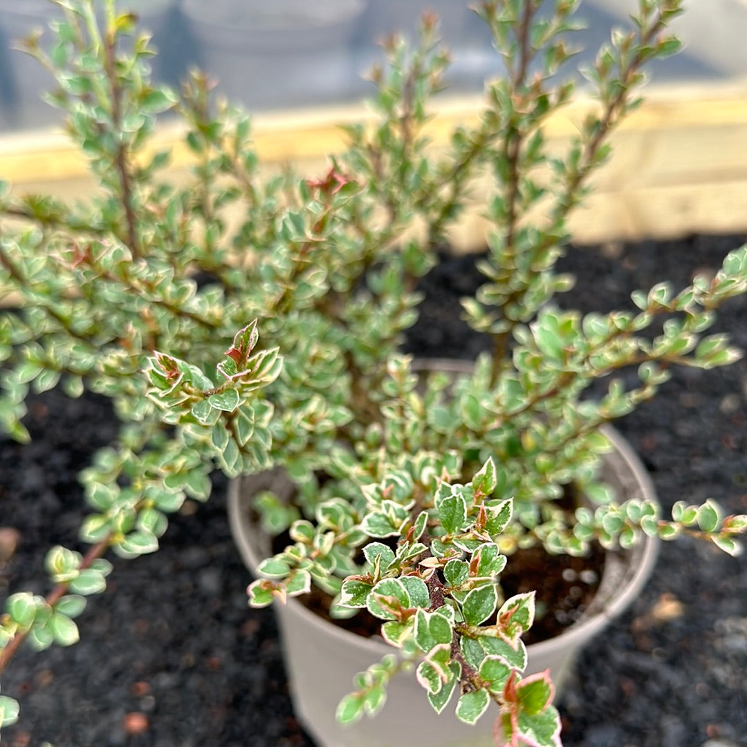 Cotoneaster horizontalis Variegatus