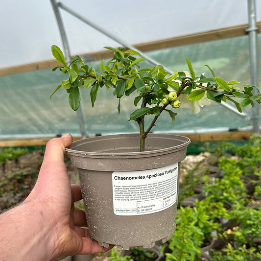 Chaenomeles speciosa Yukigotan