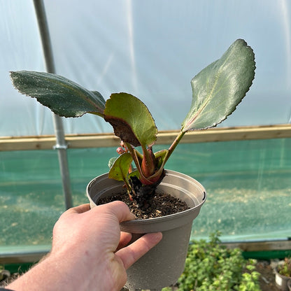 Bergenia Dragonfly Sakura