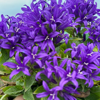 Campanula Blue Crown