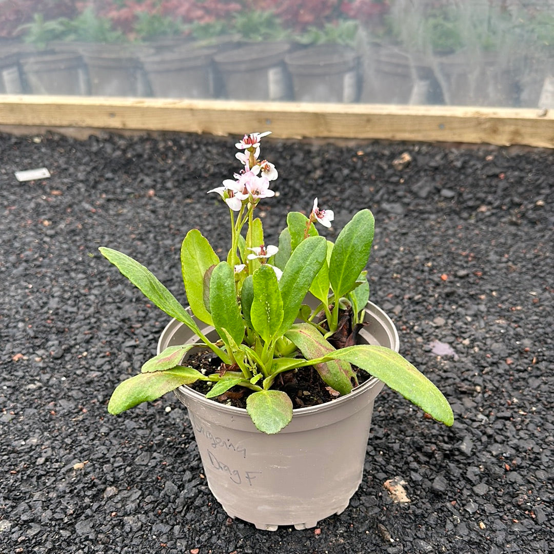 Bergenia Dragonfly Flirt