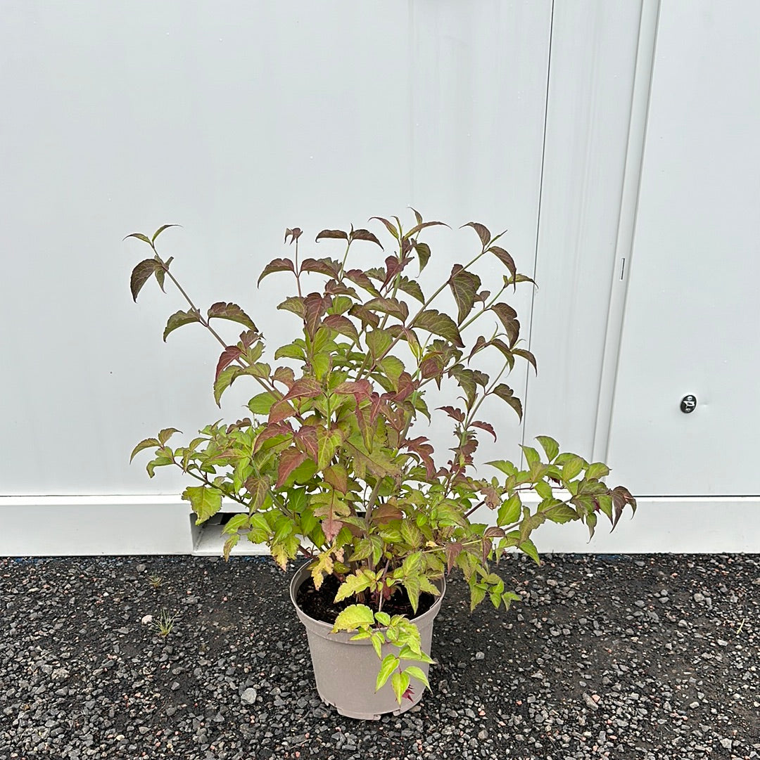 Leycesteria formosa Purple Rain