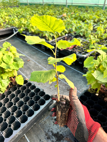 Hazel-(Corylus avellana)