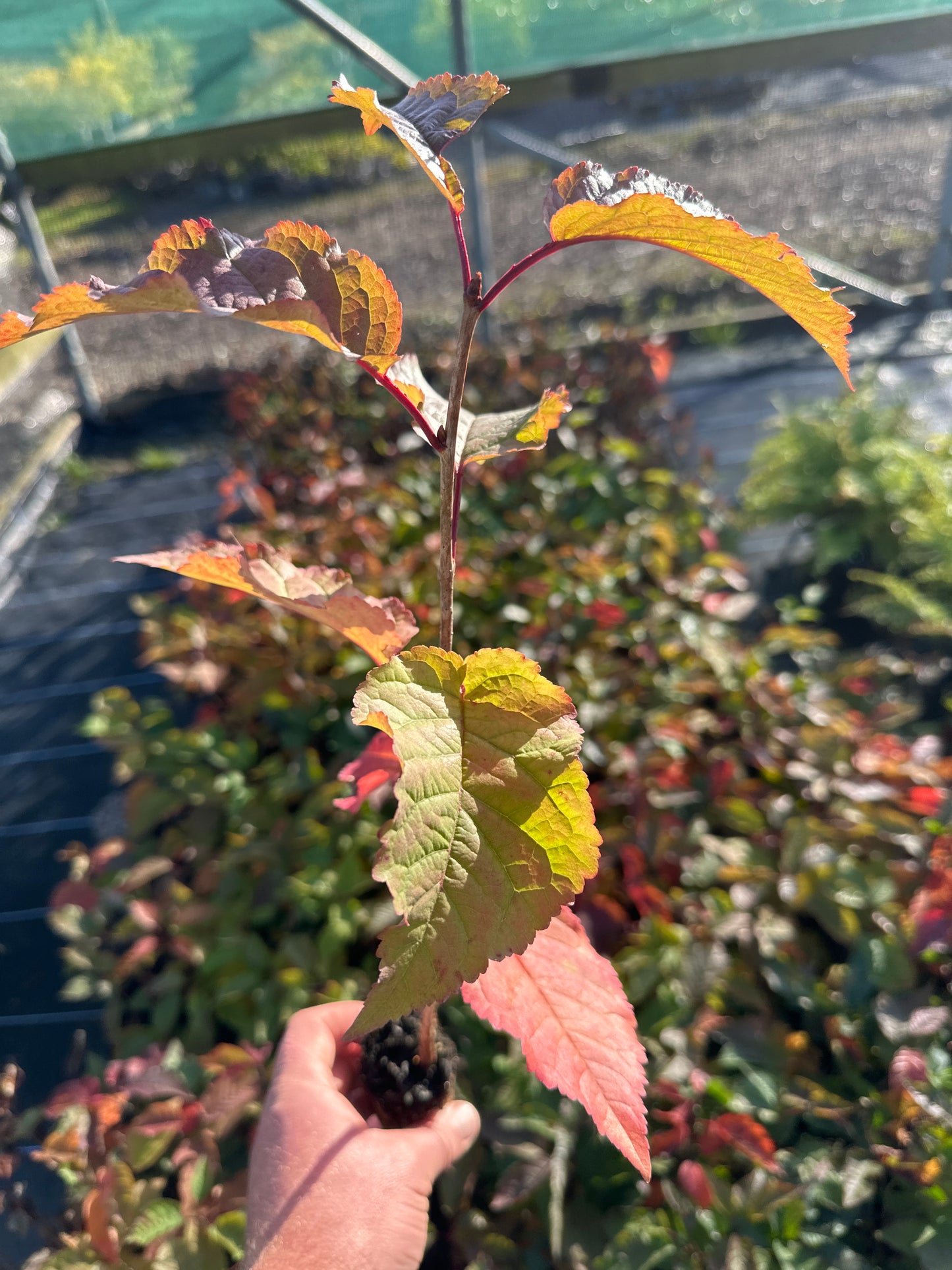 Wild Cherry- (Prunus avium)