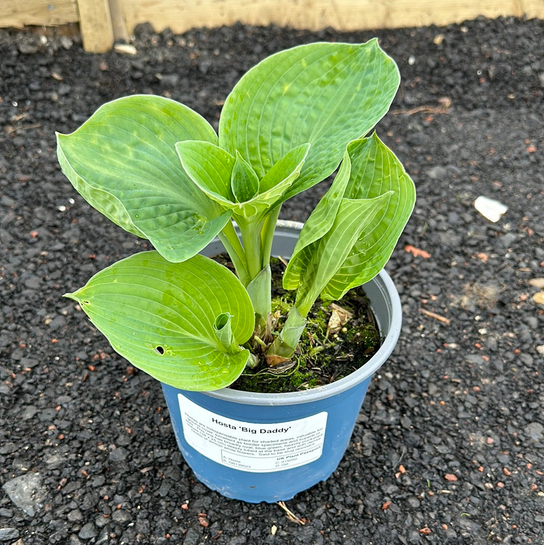 Hosta Collection