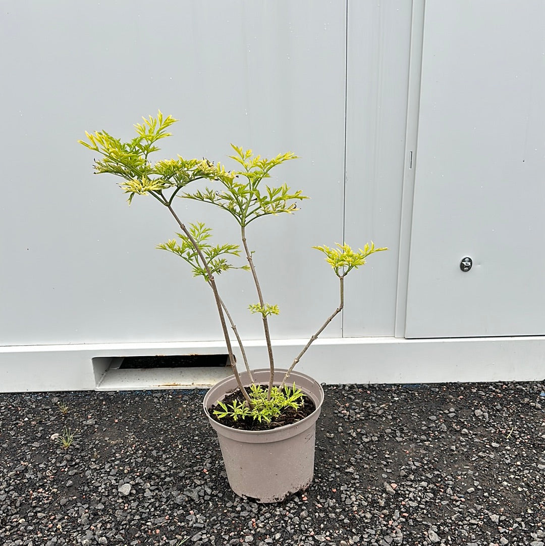 Sambucus nigra Golden Tower