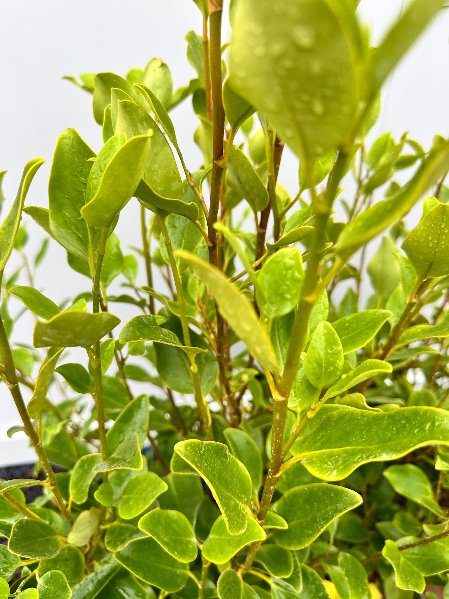 Griselinia littoralis