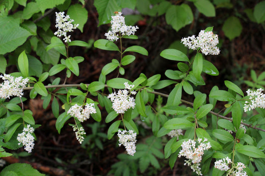 Common Privet (Lingustrum Vulgare)