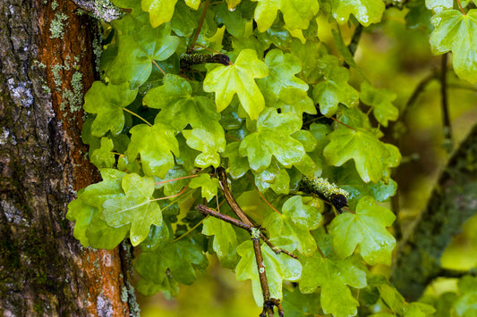 Field Maple (Acer Camperstre)