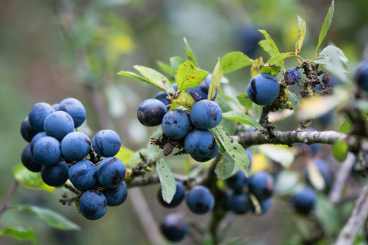 Blackthorn (Prunus Spinosa)