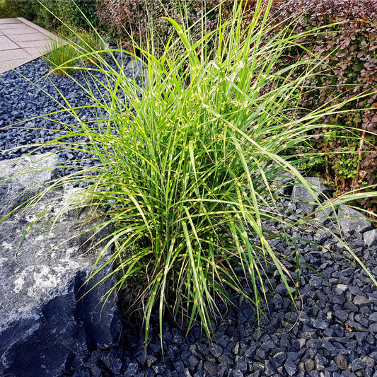 Miscanthus sinensis Strictus