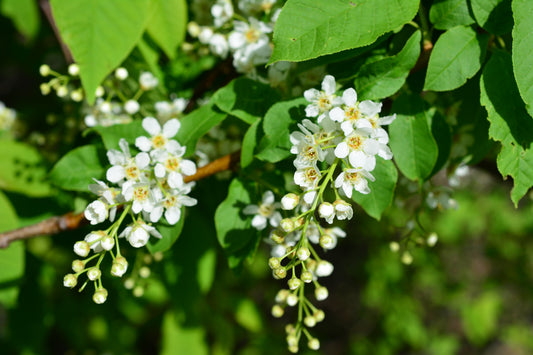 Wild Cherry (Prunus Avium)