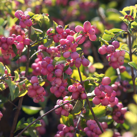 Symphoricarpos Magical Candy