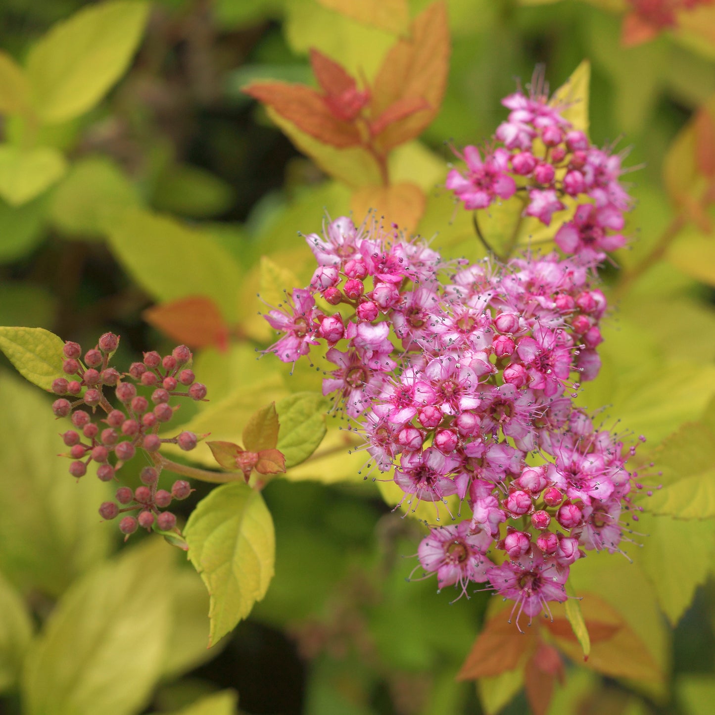 Spiraea Japonica Golden Princess