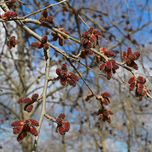 Red Alder (Alnus Rubra)