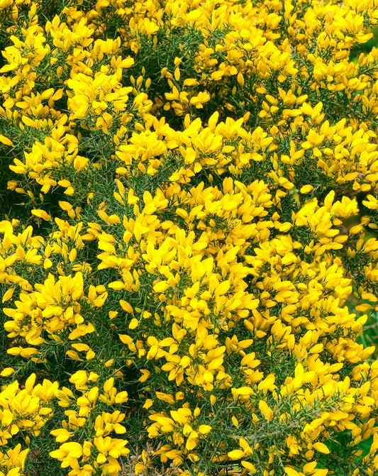 Gorse (Ulex Europaeus)