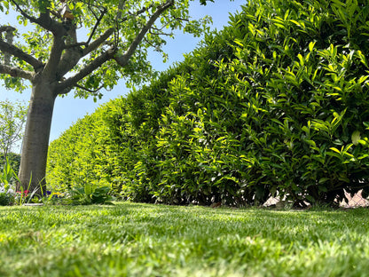 Cherry Laurel (Prunus Laurocerasus)