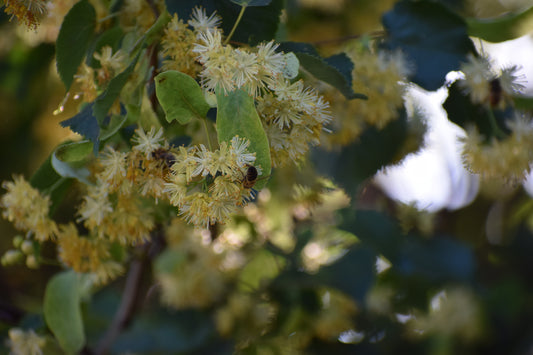 Large Leaved Lime (Tilla Platyphyllos)