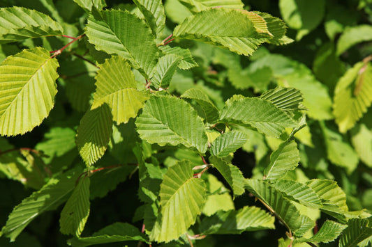 Hornbeam (Carpinus Betulus)