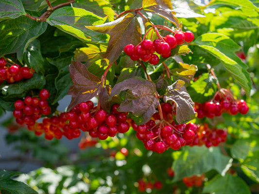 Guelder Rose (Viburnum Opulus)