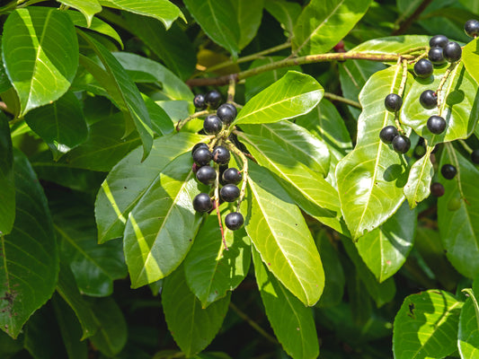 Cherry Laurel (Prunus Laurocerasus)