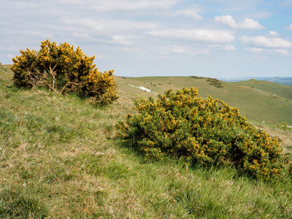 Gorse (Ulex Europaeus)