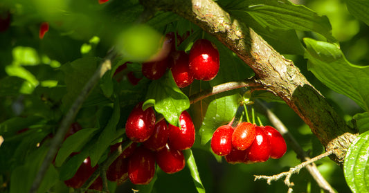 Red-Berried Dogwood (Cornus Sanguinea) -
