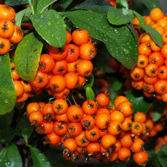 Pyracantha Mohave