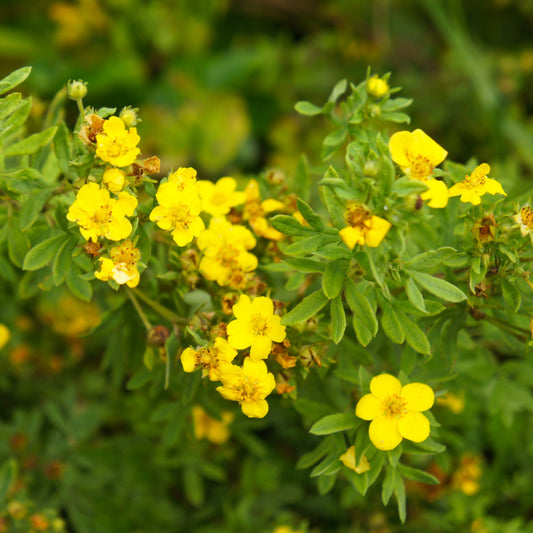 Potentilla Fruticosa Gold Finger