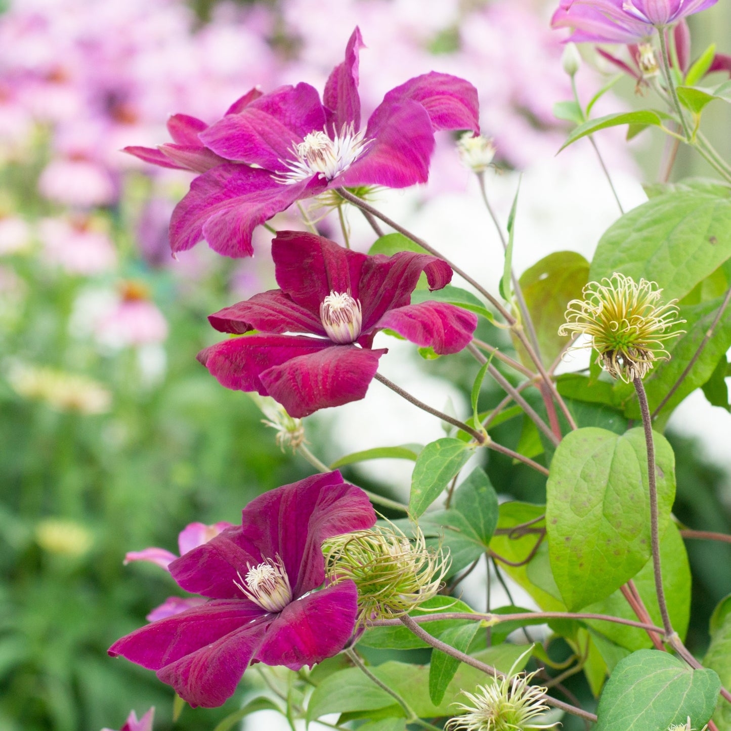 Clematis Rouge Cardinal