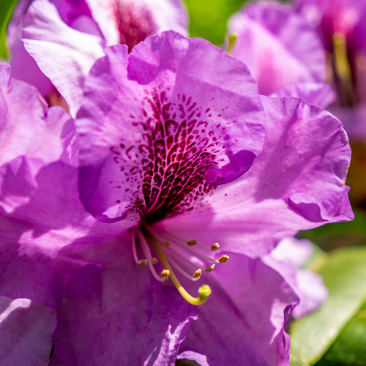 Rhododendron Ramapo