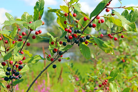 Alder Buckthorn (Rhamnus Frangula)