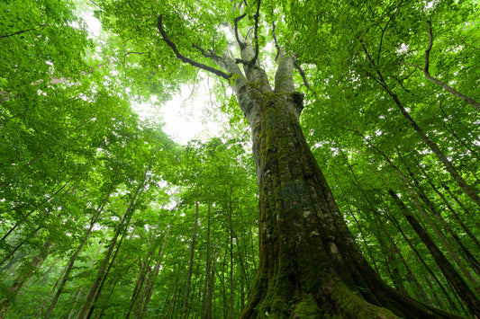 Beech (Fagus Syvatica)