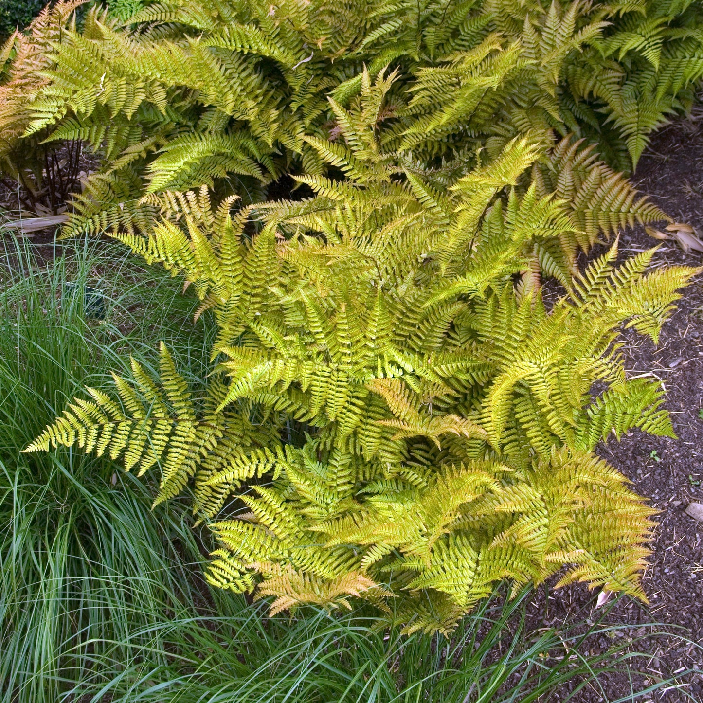 Dryopteris erythrosora