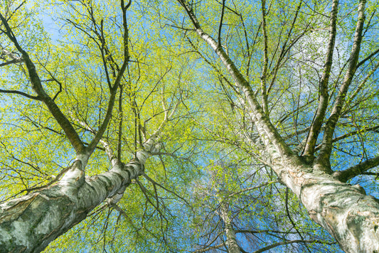 Silver Birch (Betula Pendula)