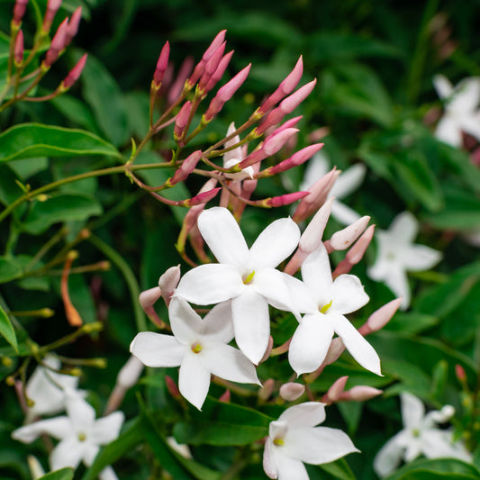 Jasminum officinale