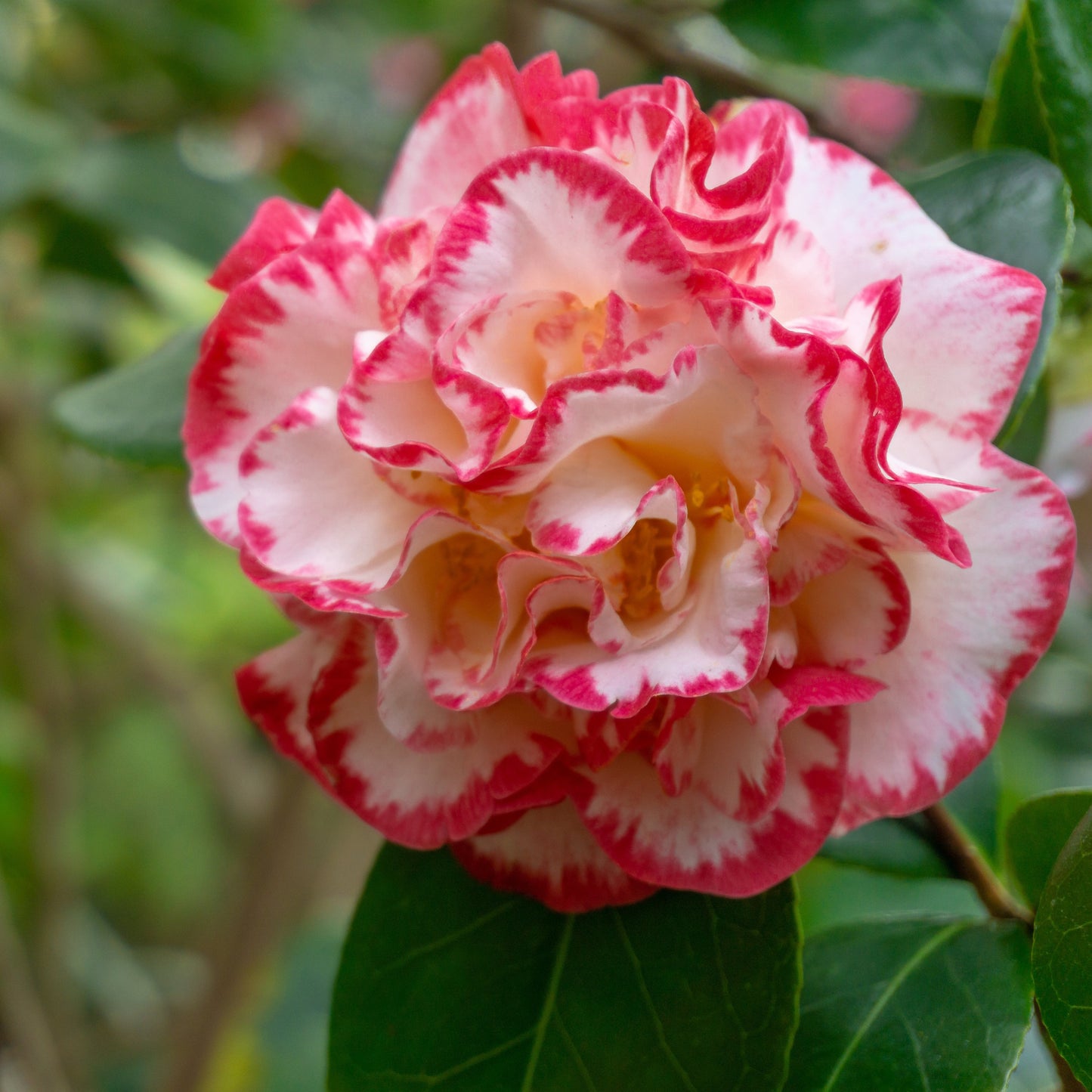 Camellia japonica Margaret Davis