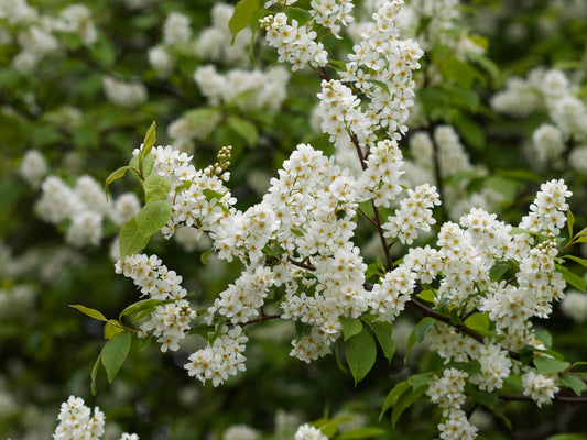 Bird Cherry (Prunus Padus)