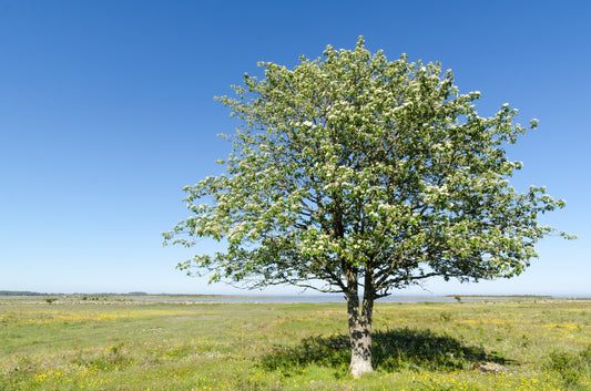 Whitebeam (Sorbus Aria)