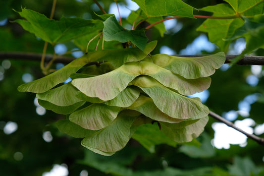 Norway Maple (Acer Platanoides)